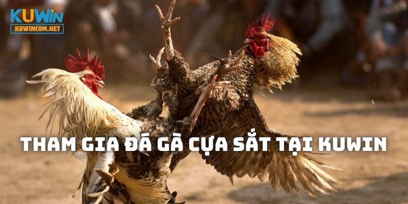 Địa chỉ đá gà cựa sắt uy tín